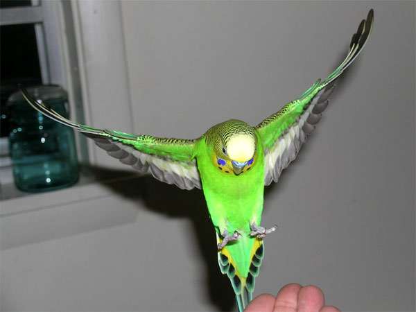 Летящий волнистый попугайчик, волнистик, фото птицы фотография