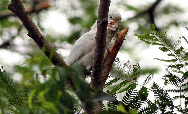 Какаду Гоффина (Cacatua goffini), фото попугаи птицы фотография 