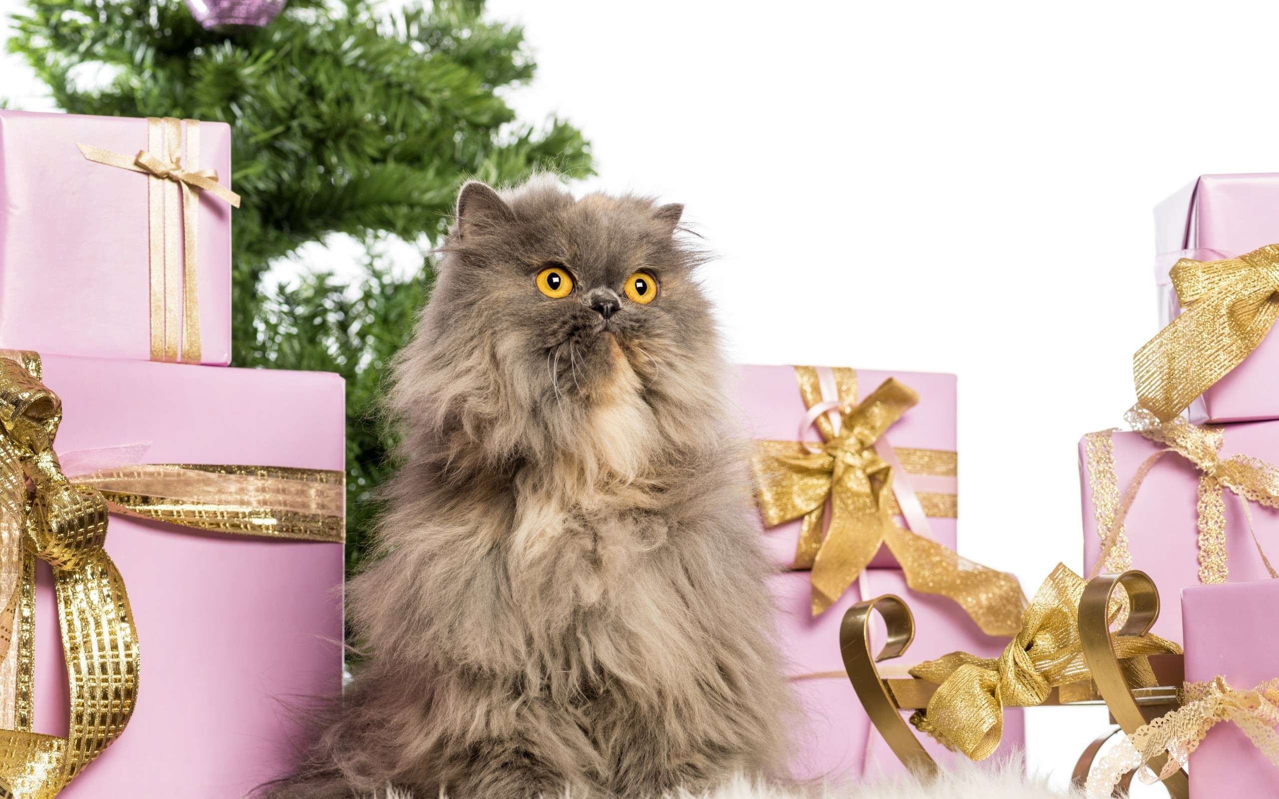 Персидская кошка и подарки, фото фотография картинка обои 
