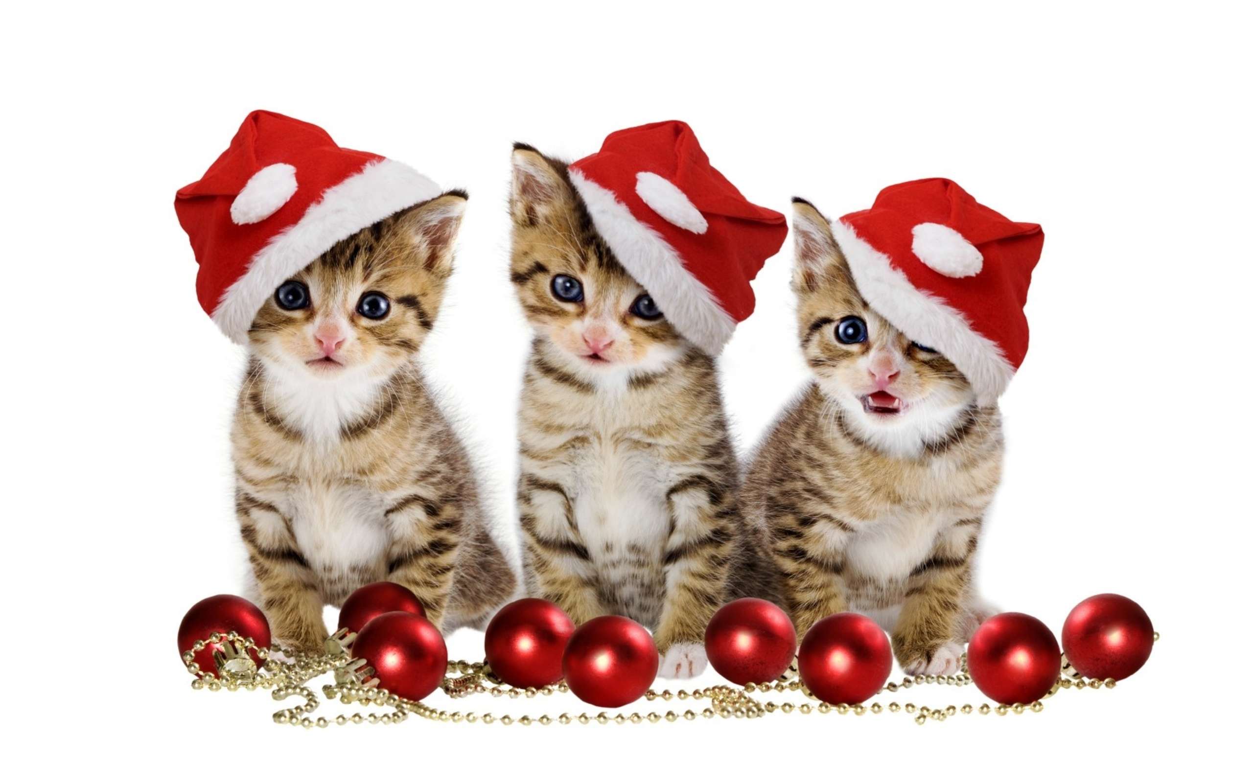 Три новогодних котенка, фото фотография картинка обои 