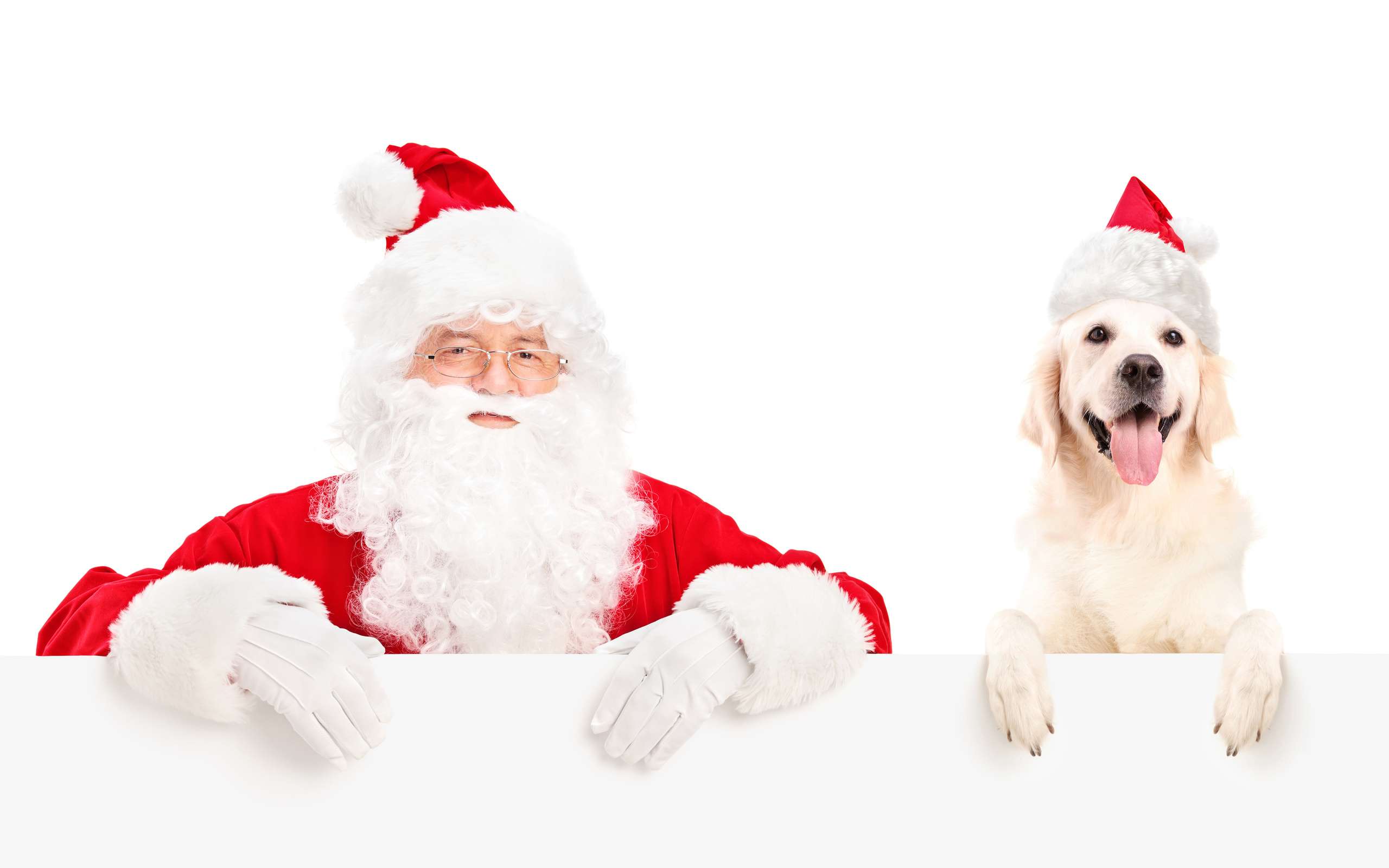 Санта-Клаус и голден-ретривер, фото фотография картинка обои 