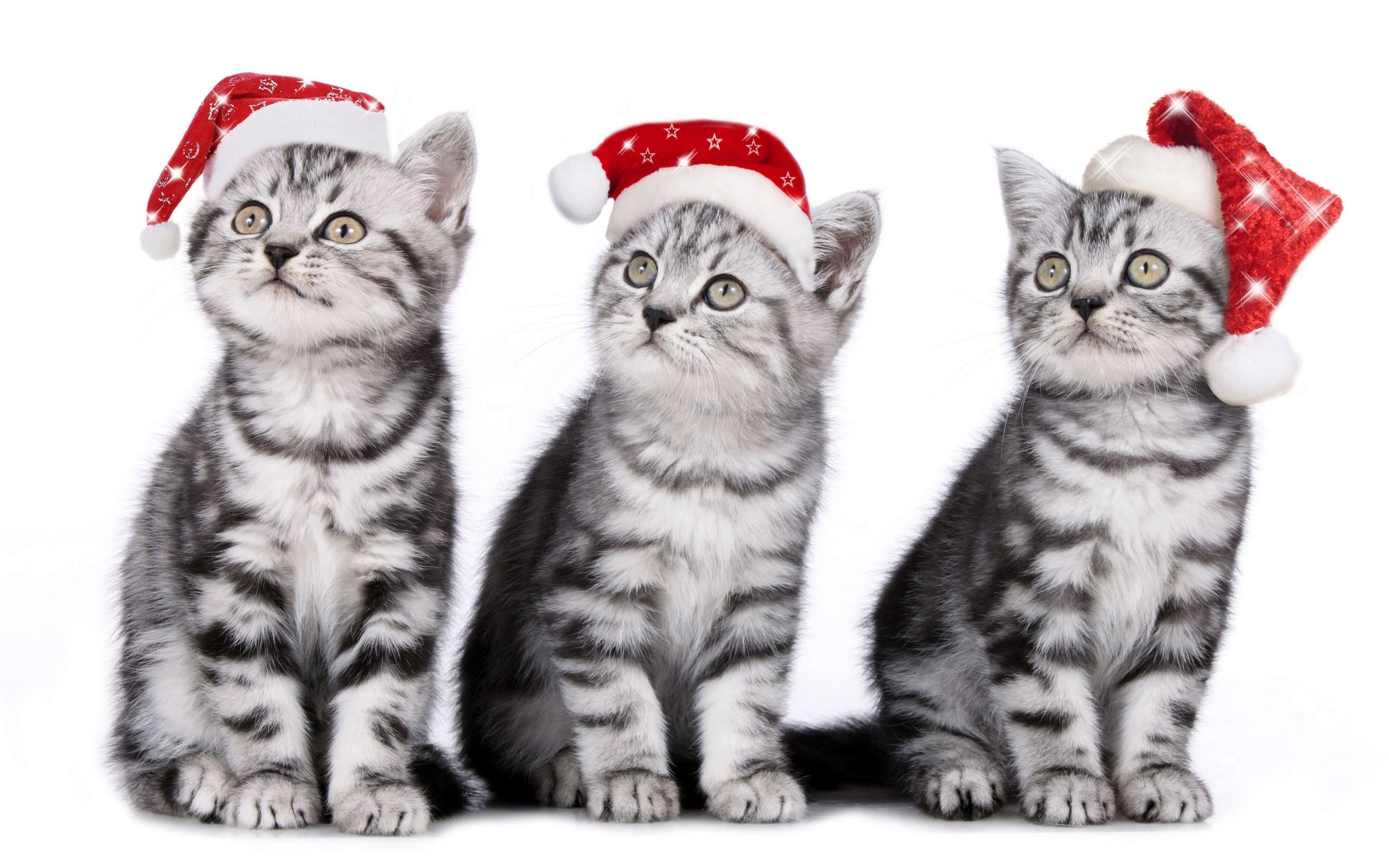 Три серых котенка, фото фотография картинка обои 