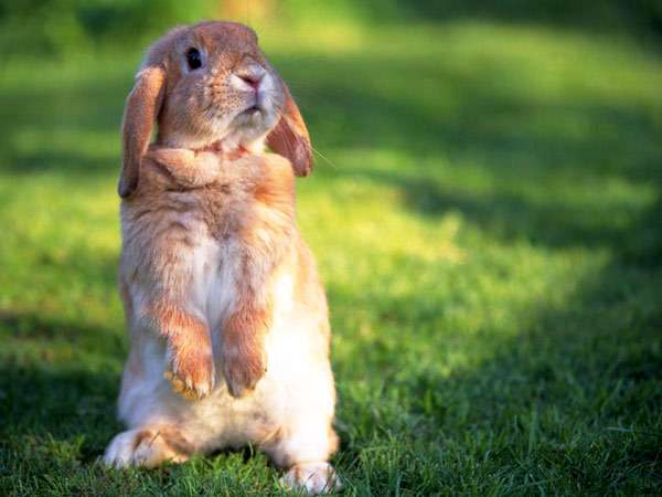 Вислоухий бежевый кролик, фото фотография