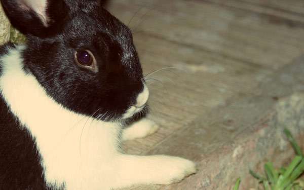 Домашний кролик, фото зайцеобразные фотография