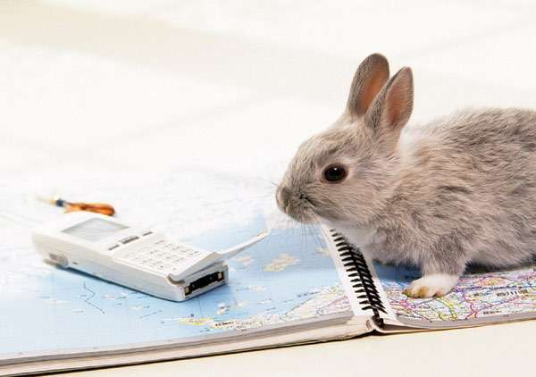 Карликовый кролик, фото зайцеобразные животные фотография картинка