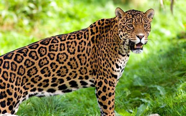 Ягуар (Panthera onca), фото хищники фотография