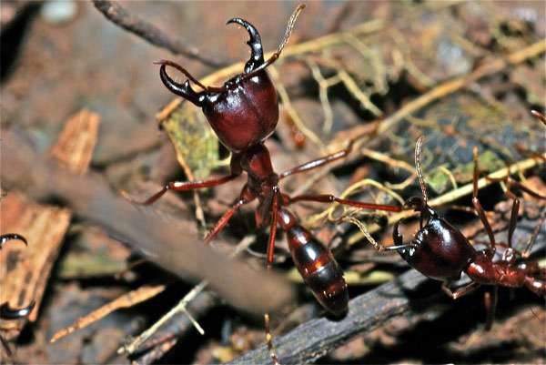 Кочевой муравей (Dorylus sp.), фото насекомые фотография