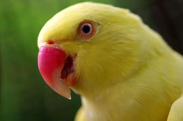 Индийский кольчатый попугай (Psittacula krameri) желтая форма, фото птицы фотография