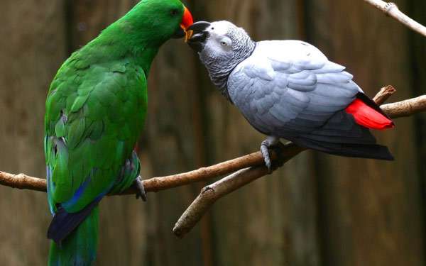 Два попугая, фото птицы фотография картинка
