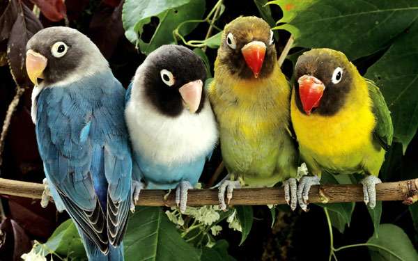 Неразлучники, фото попугаи птицы фотография
