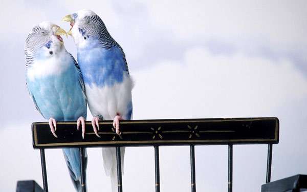 Волнистые попугайчики, фото птицы фотография картинка