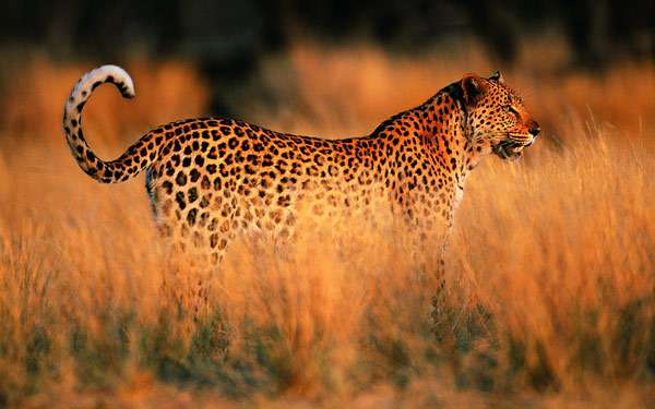Леопард в траве, фото хищные кошки фотография