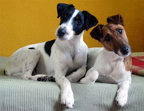 Два фокстерьера, фото породы охотничьих собак фотография