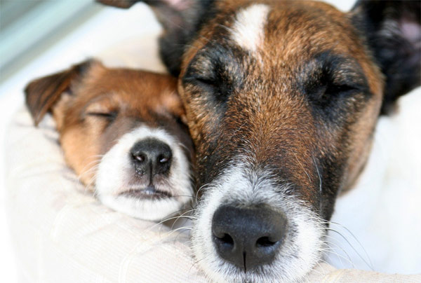 Спящие гладкошерстные фокстерьеры, фото породы норных собак фотография