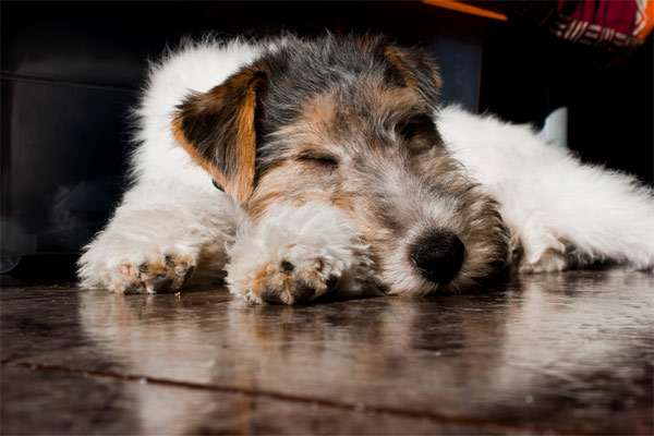 Спящий жесткошерстный фокстерьер, фото породы охотничьих собак фотография