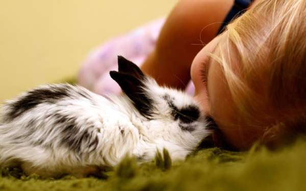 Кролик и девочка, фото фотография картинка