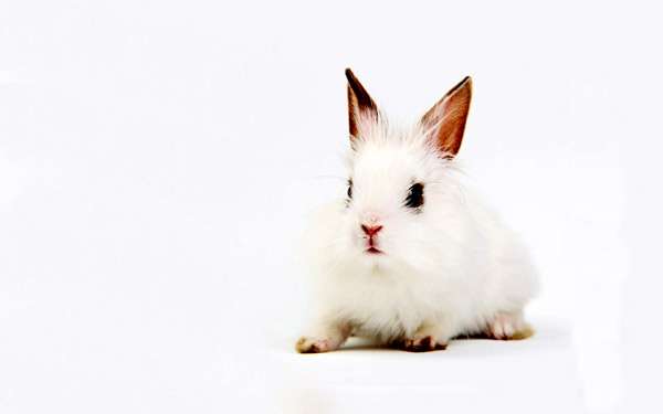 Белый домашний кролик, фотофотография картинка