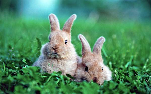 Домашние кролики в траве, фото фотография изображение