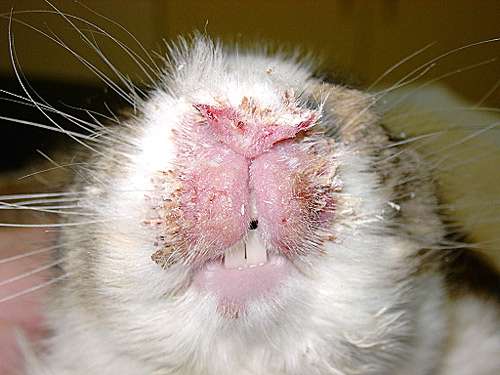 Сифилис, спирохетоз у кролика, фото болезни кроликов фотография