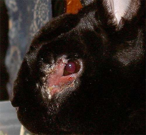 Сифилис кроликов, фото болезни кроликов картинка