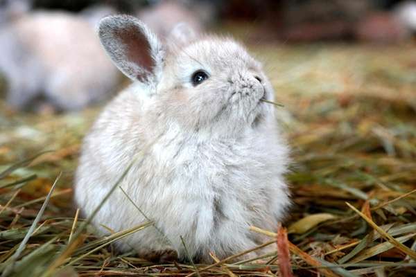 Карликовый кролик жует сено, фото болезни кроликов фотография