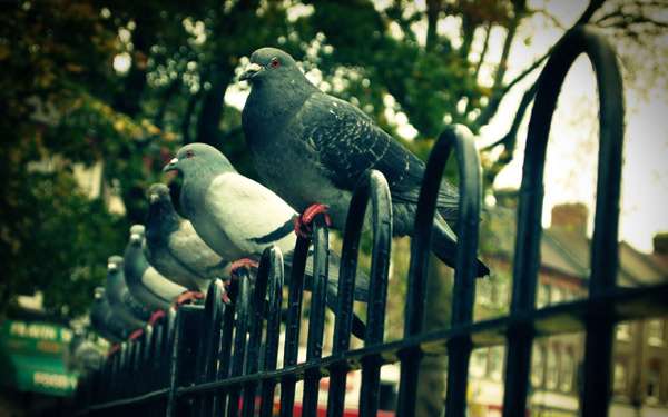 Городские голуби, фото птицы фотография