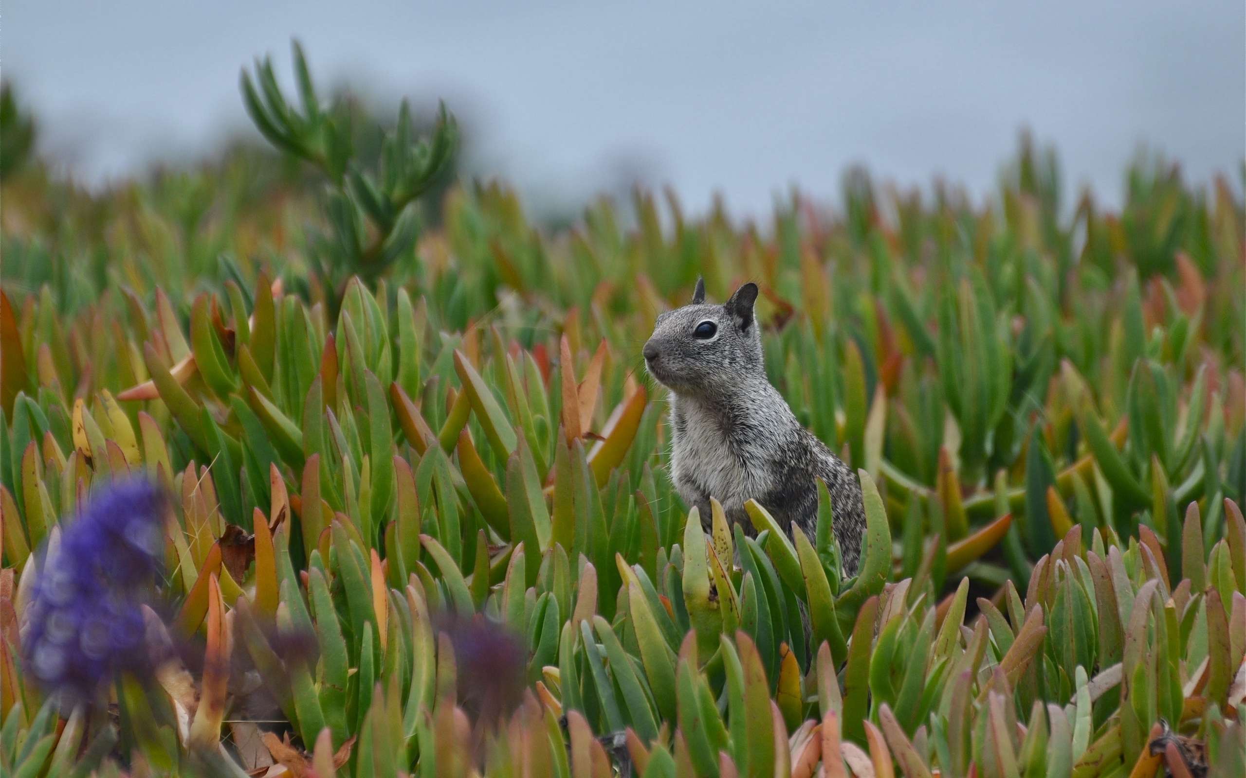 Калифорнийский суслик прячется в траве, фото фотография картинка обои 