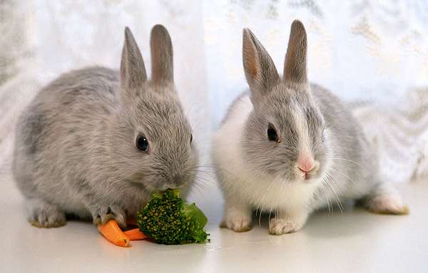 Декоративные карликовые кролики, фото фотография картинка