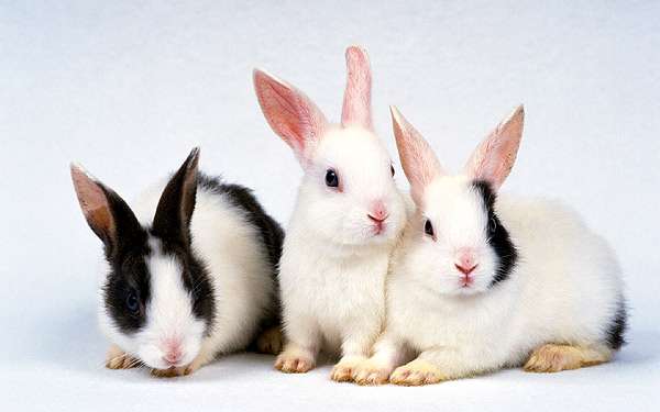 Декоративные кролики, фото фотография картинка