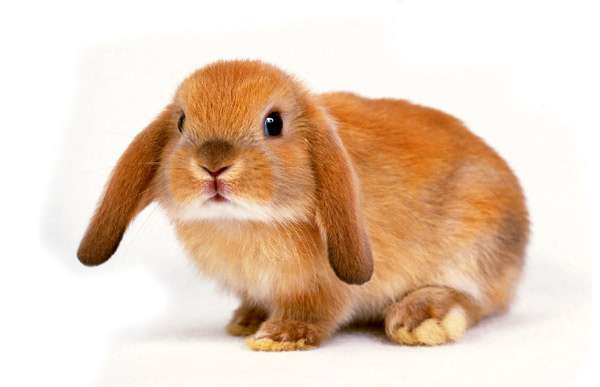 Кролик-баран, фото домашние кролики фотография