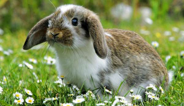 Кролик-баран на зеленой полянке, фото фотография картинка