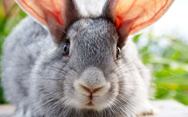 Уши домашнего кролика, фото фотография картинка