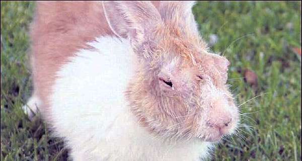 Кролик с опухшими глазами, фото болезни кроликов фотография