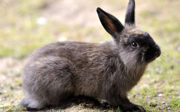 Черно-серый домашний кролик, фото фотография картинка