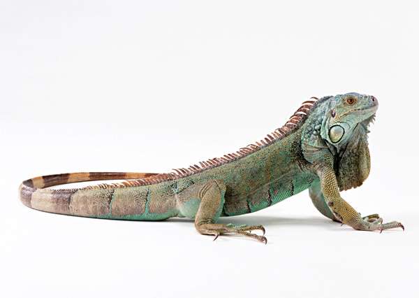Зеленая игуана (Iguana iguana), фото пресмыкающиеся фотография картинка