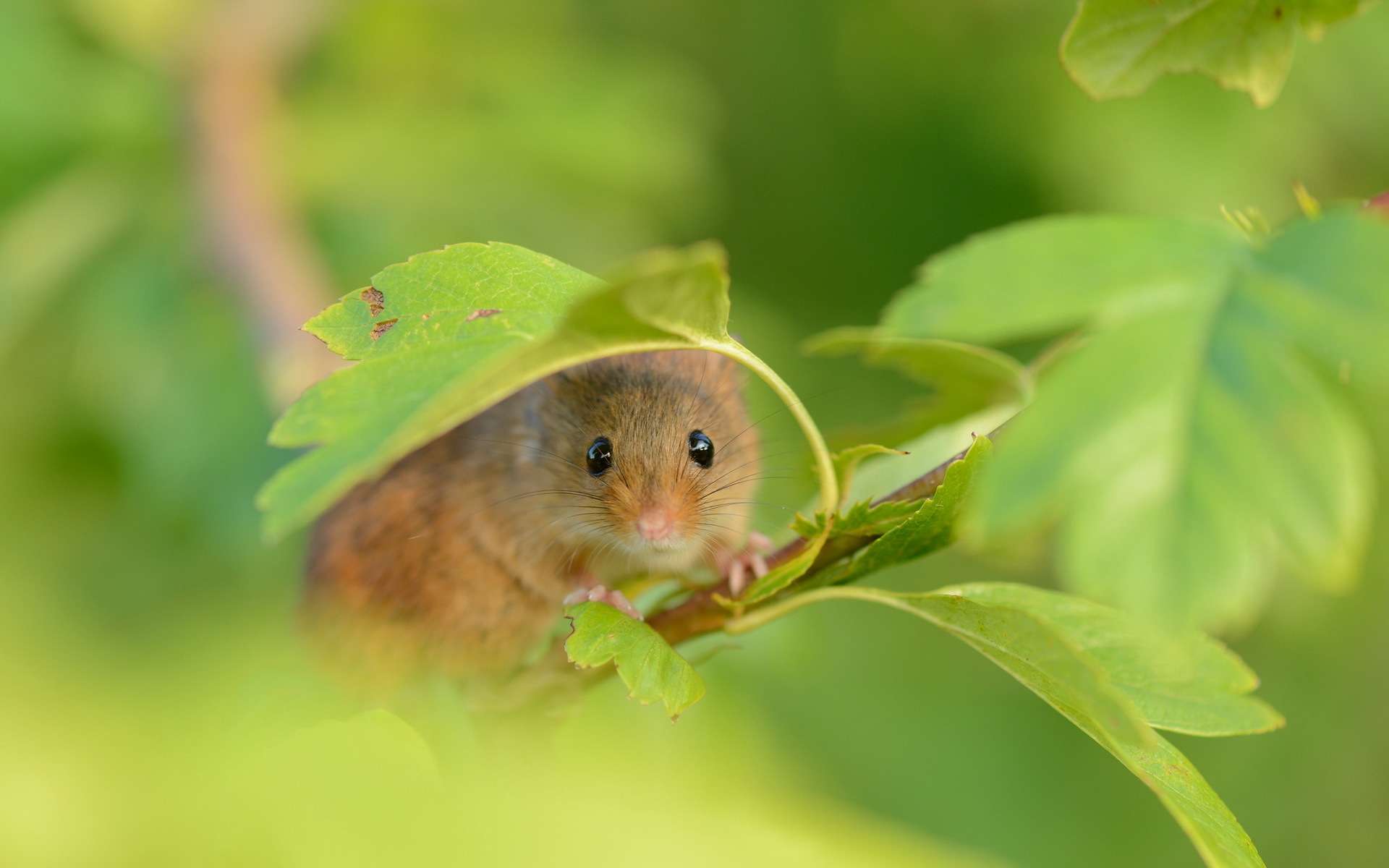 Мышь-малютка в зеленой листве, фото фотография картинка обои 