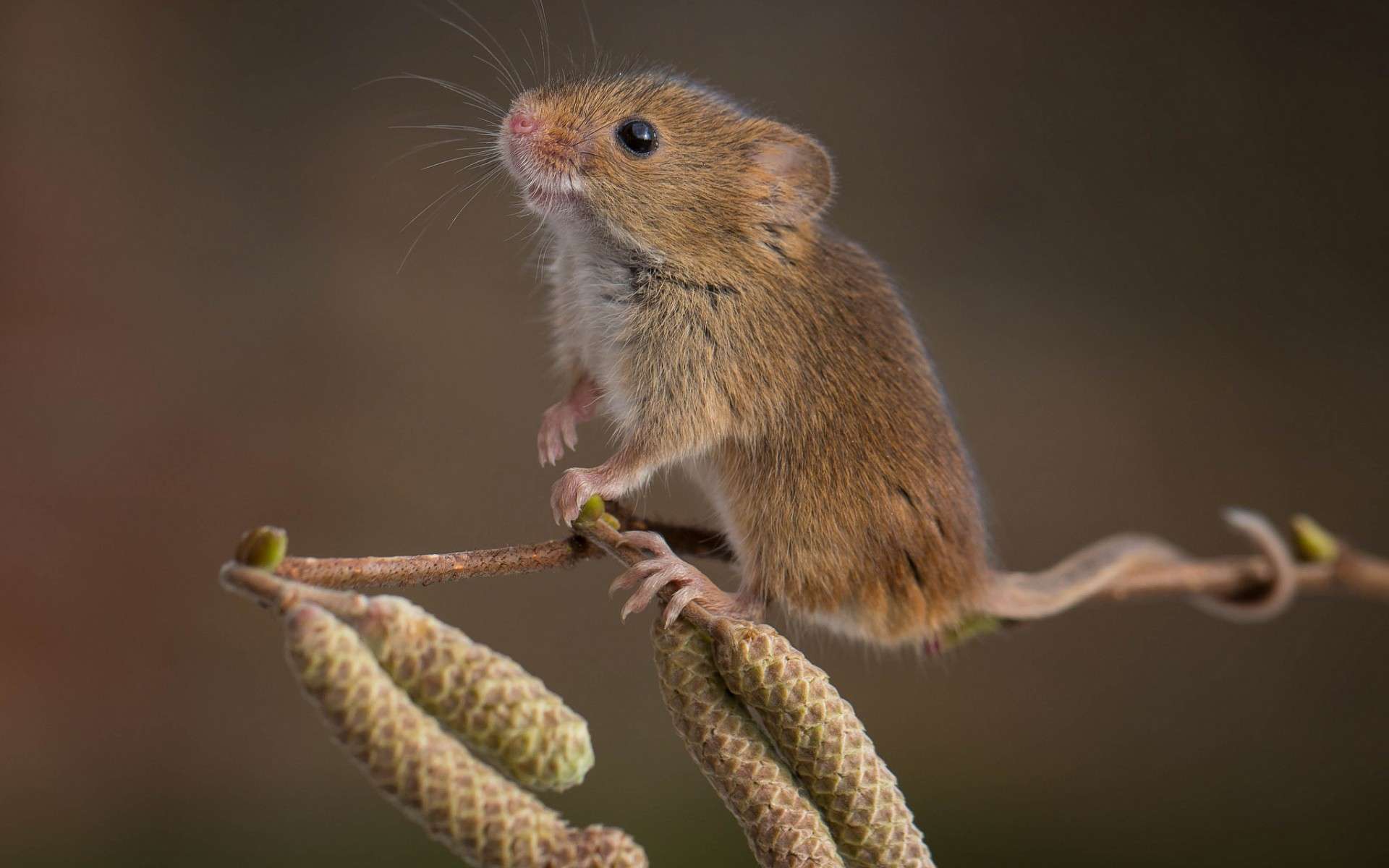 Мышь-малютка на березовой ветке, фото фотография картинка обои 