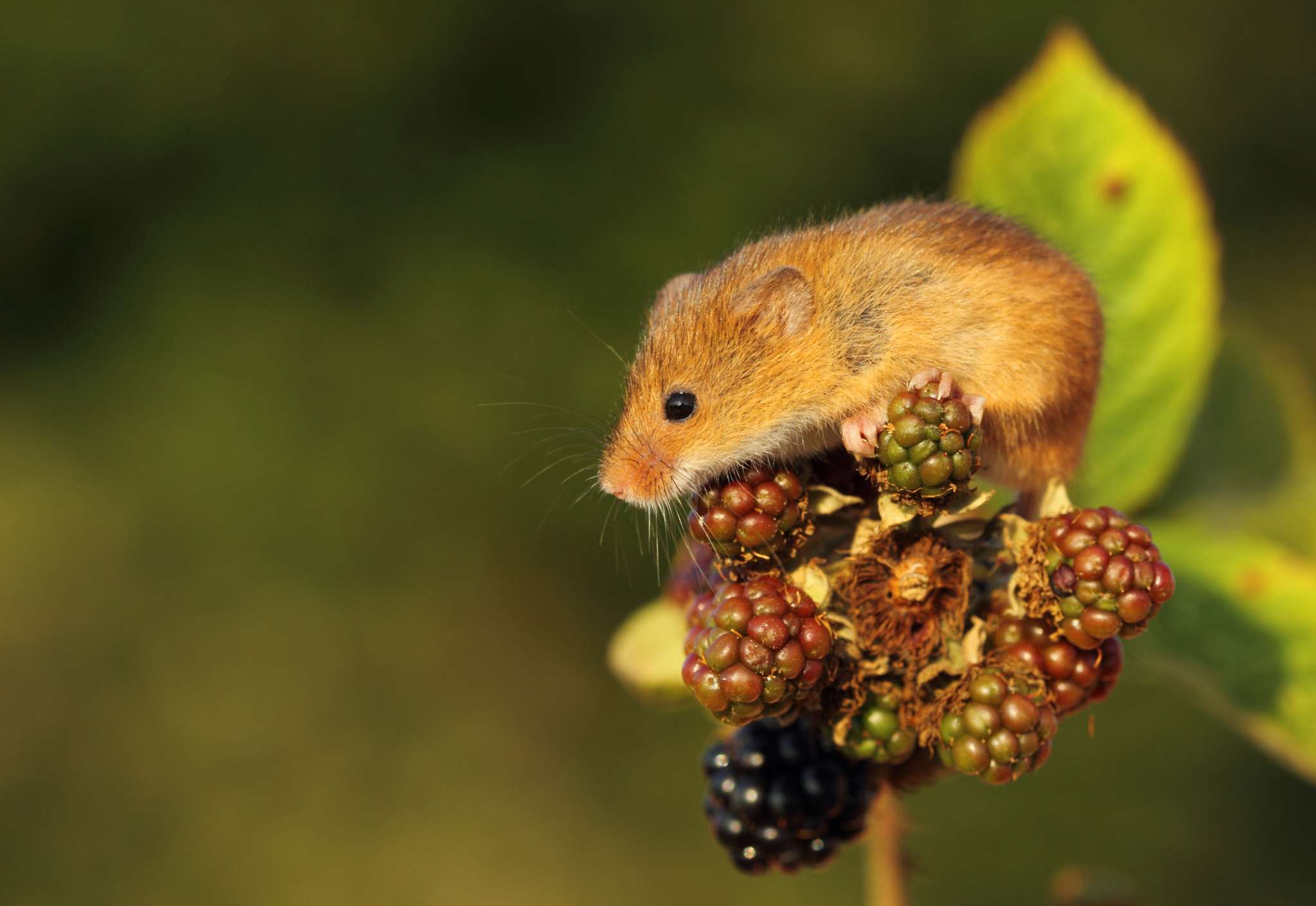 Мышь-малютка на ягоде, фото фотография картинка обои 