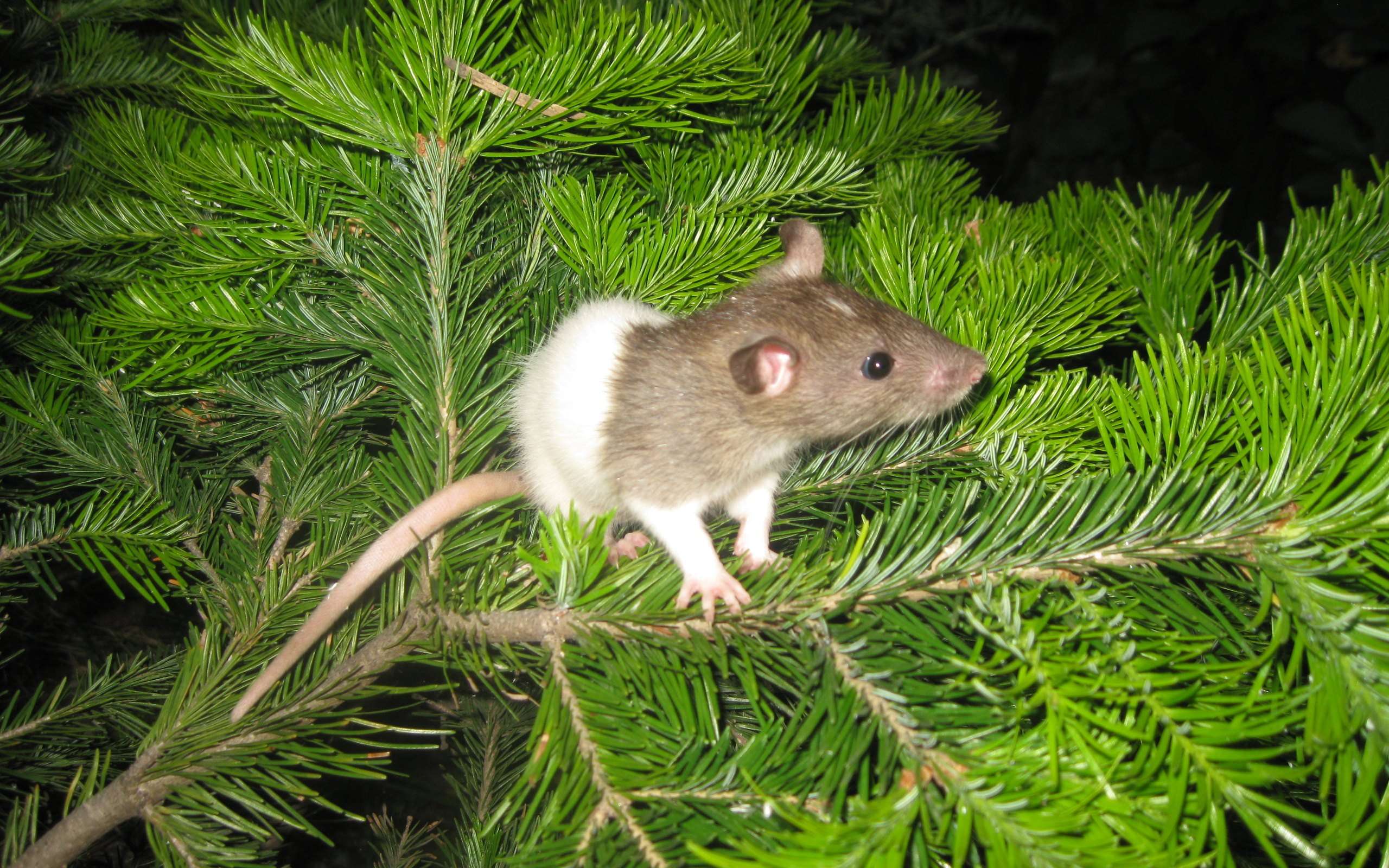 Капюшоновая крыса на елке, фото фотография картинка обои 