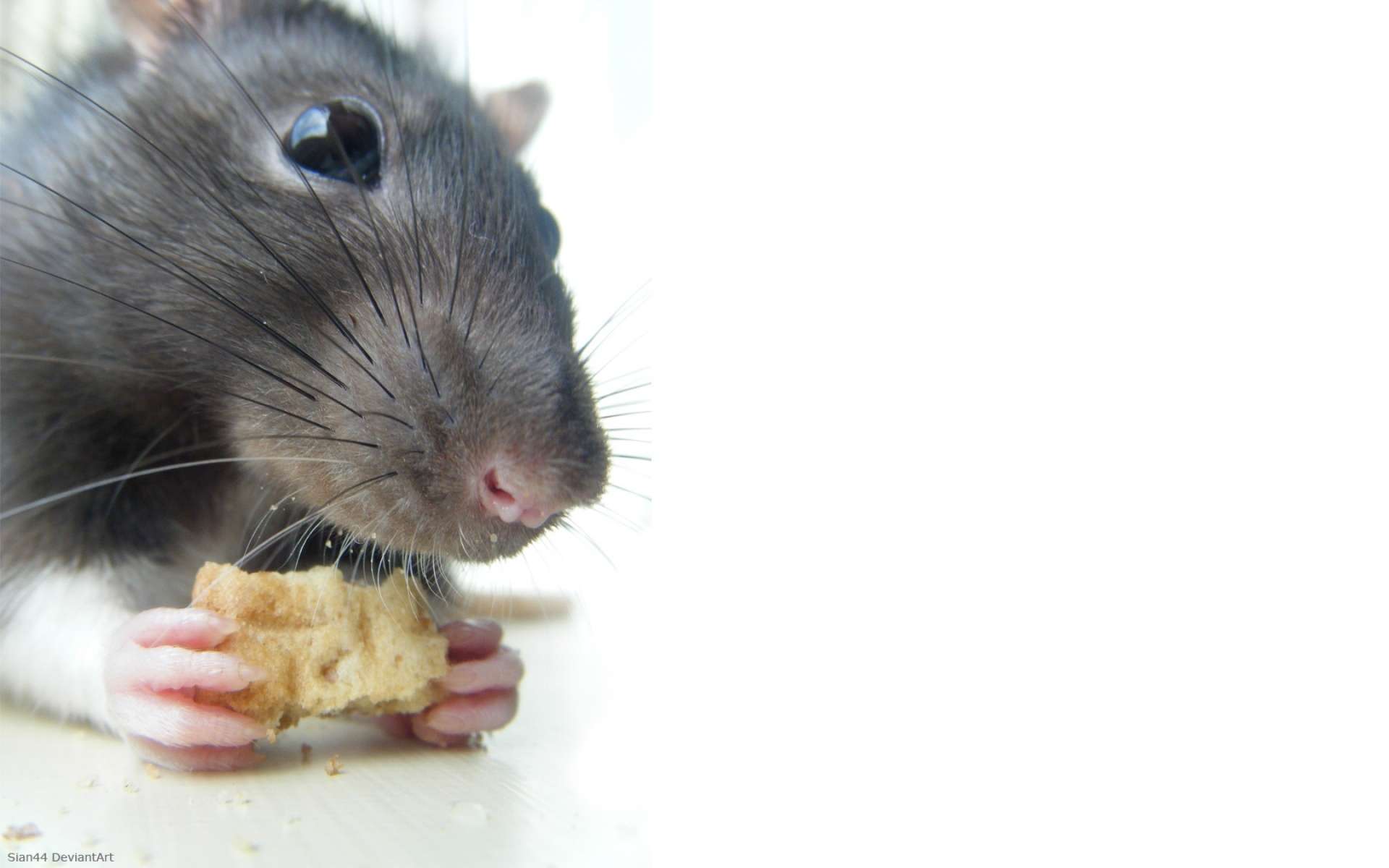 Крыса грызет хлеб, фото фотография картинка обои 