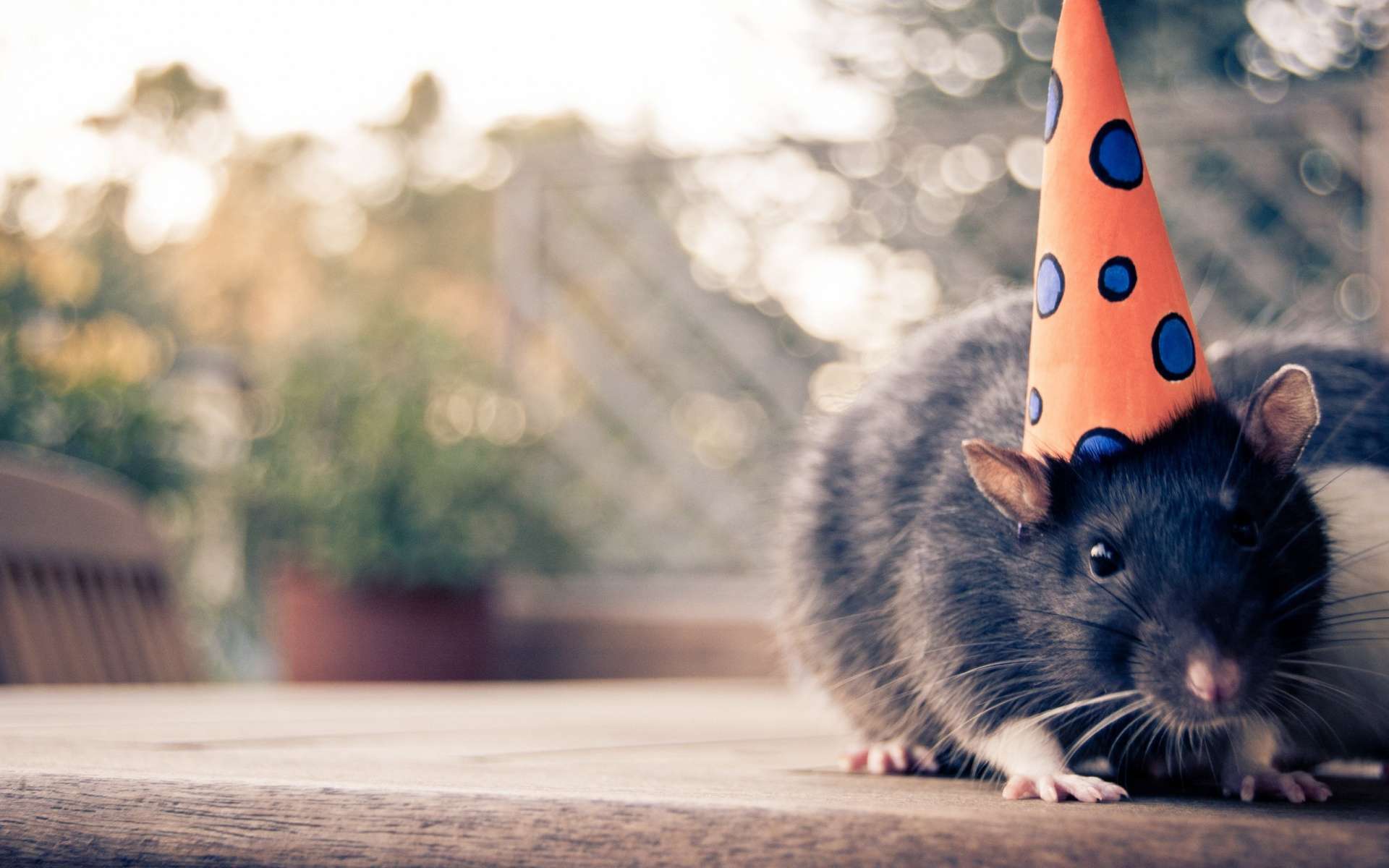 Крыса в праздничном колпачке, фото фотография картинка обои 