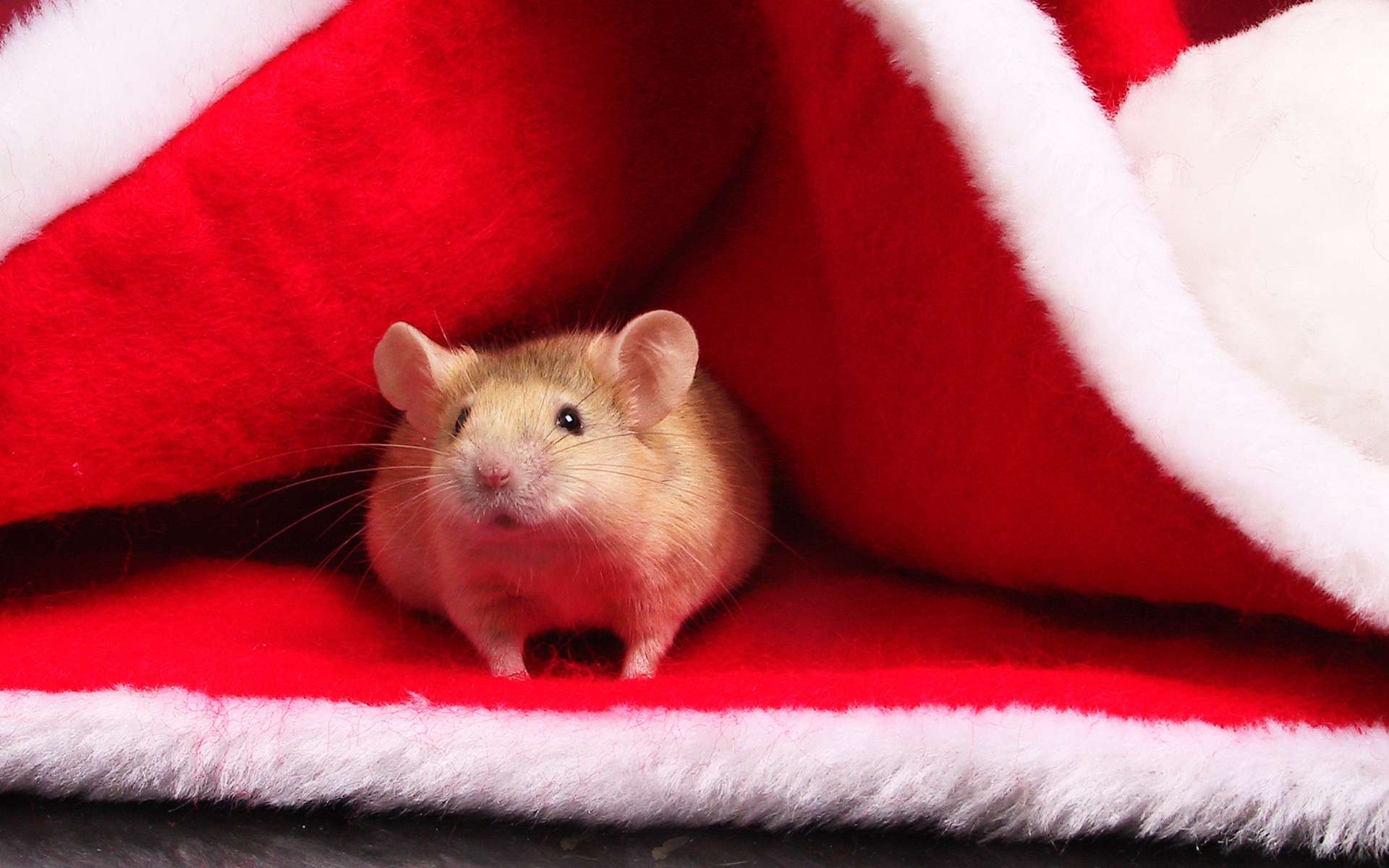 Мышка в новогодней шапочке, фото фотография картинка обои 