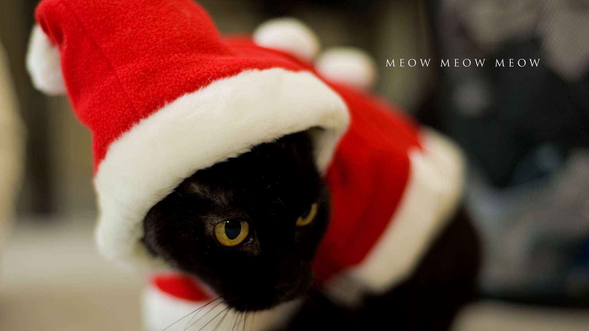 Черная кошка в новогоднем костюме, фото фотография картинка обои 
