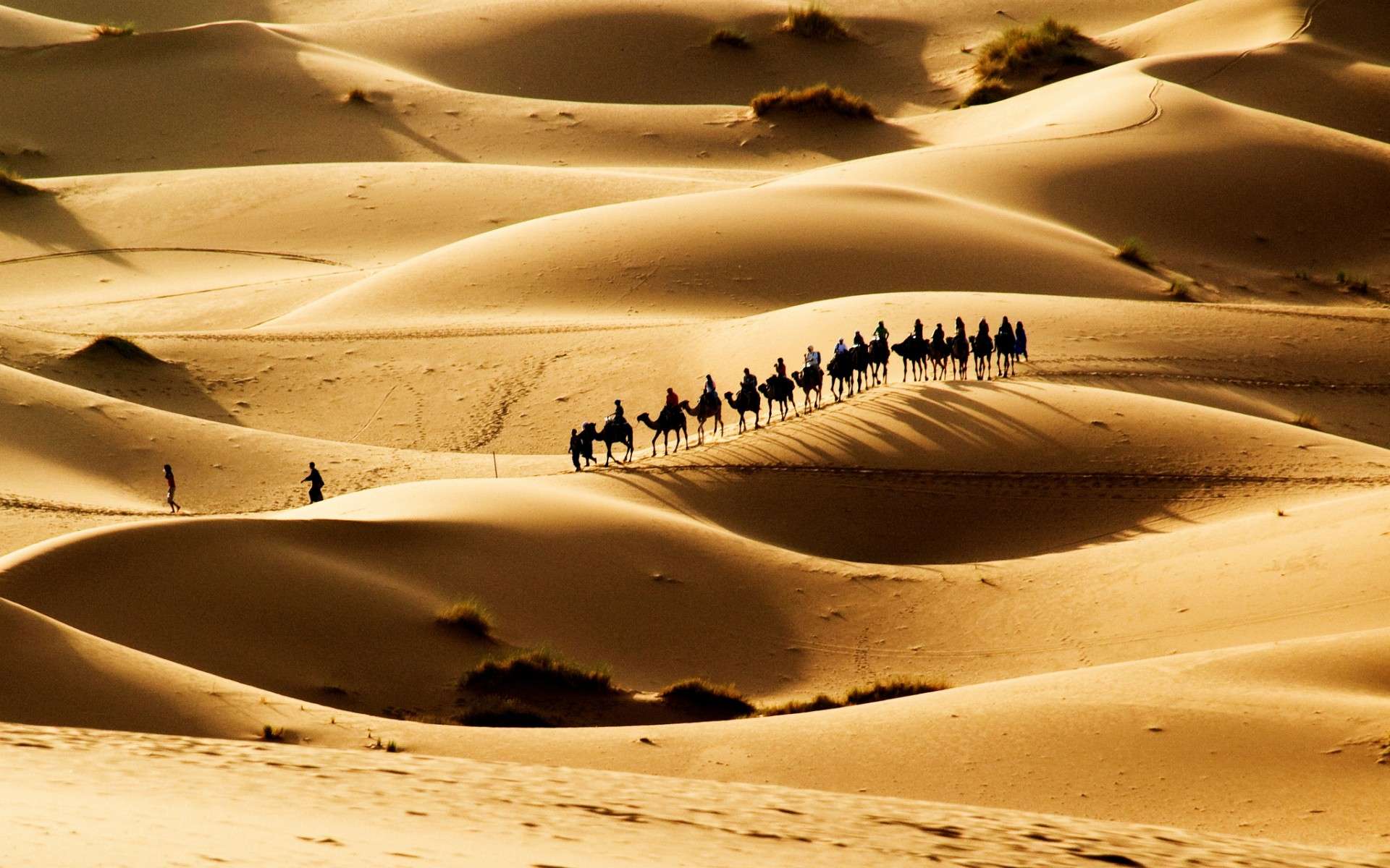 Караван верблюдов в песках, фото фотография картинка обои 
