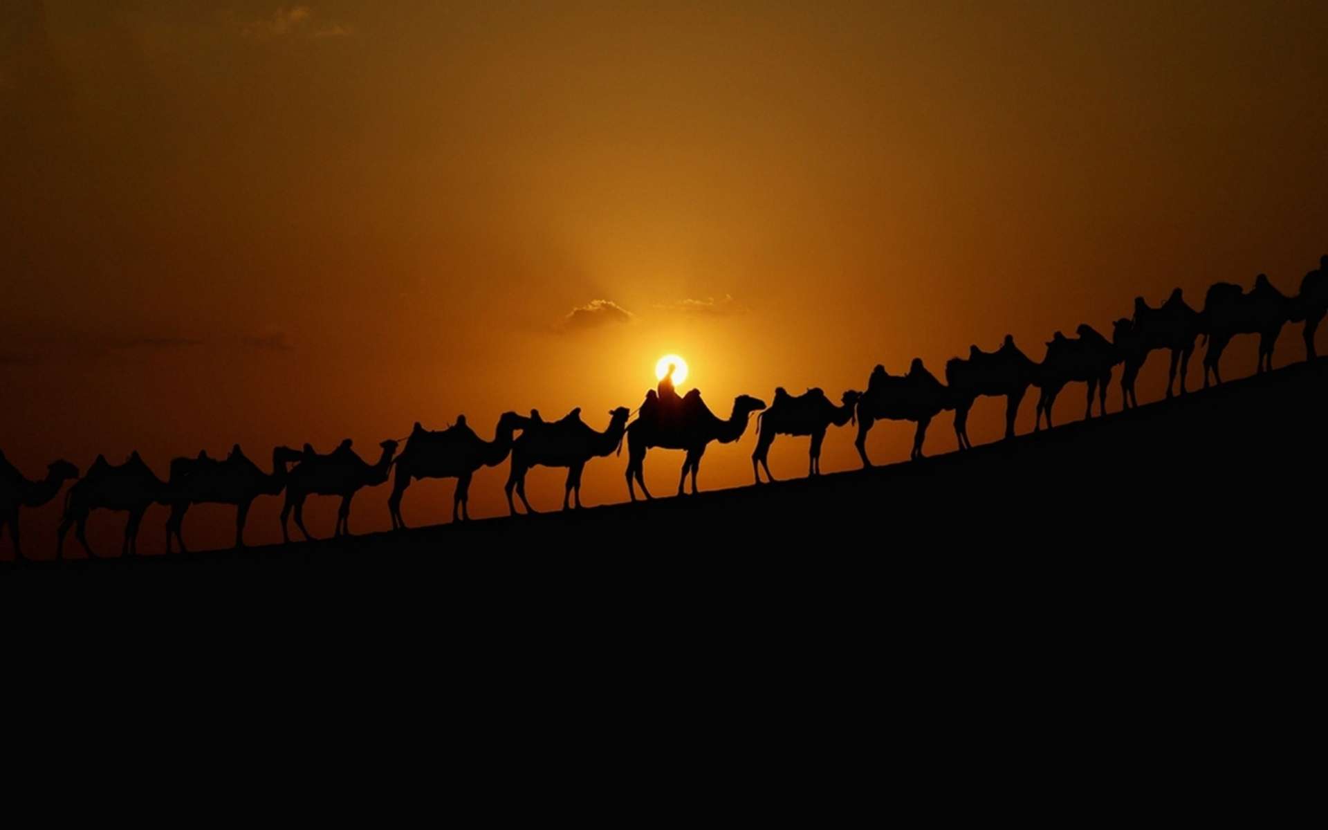 Караван верблюдов на закате, фото фотография картинка обои 
