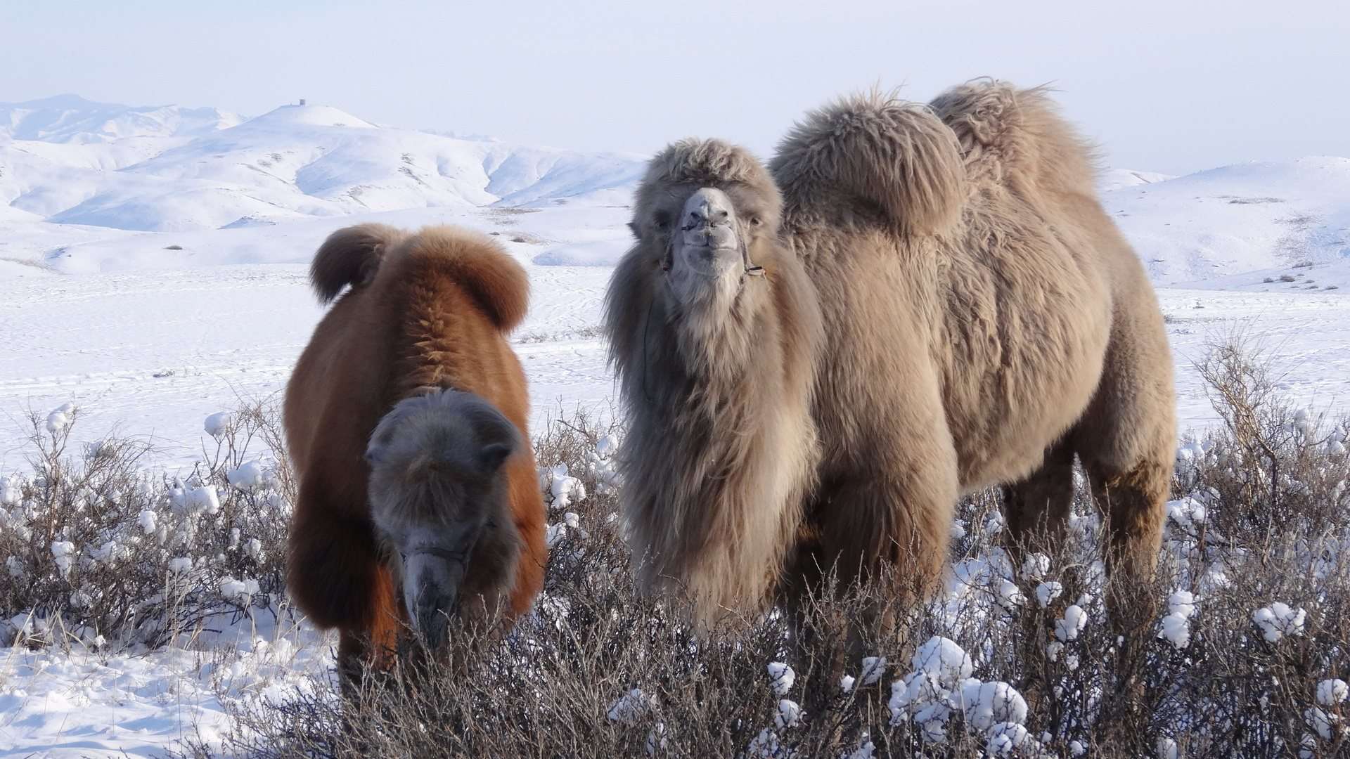 Верблюды зимой, фото фотография картинка обои 