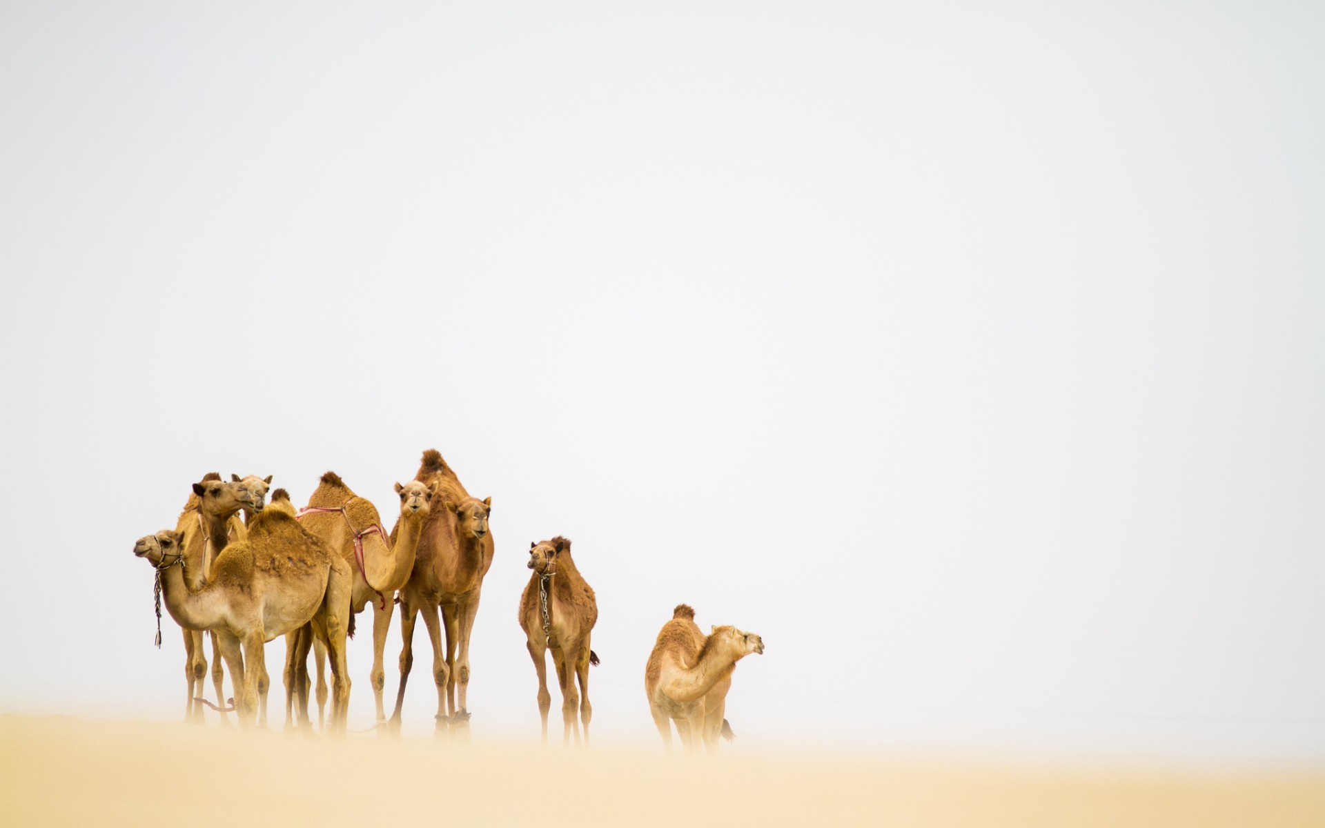 Одногорбые верблюды в пустыне, фото фотография картинка обои 