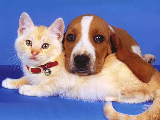 Котенок и щенок, фото фотография