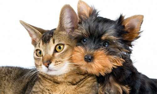 Кошка и щеной йорка, фото картинка