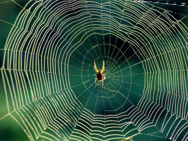 Паук в центре паутины, фото фотография членистоногие